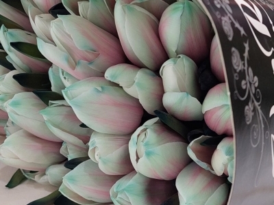 Тюльпан Watermelon пионовидный (крашенный)