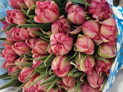 Тюльпан Флэшпоинт пионовидный