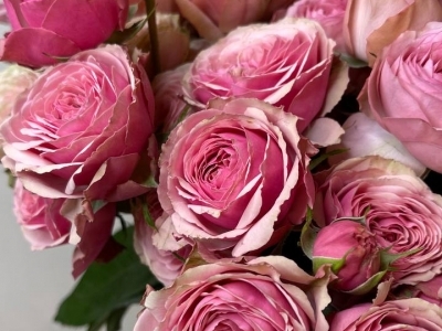 Роза Антик Трендсеттер пионовидная 