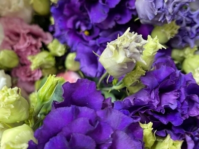 Эустома Алиса Блю