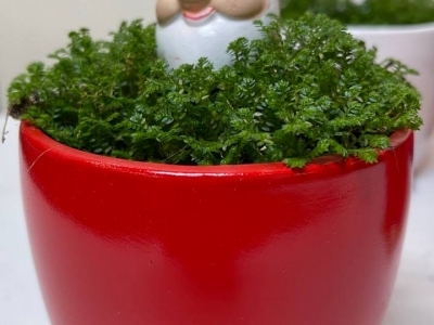 Селагине́лла (Плауно́к) в керамических горшках в ассортименте