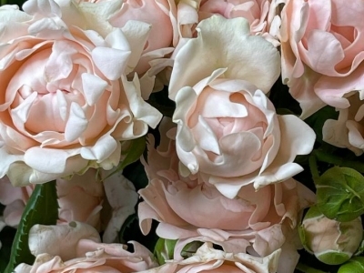 Роза Софина пионовидная кустовая