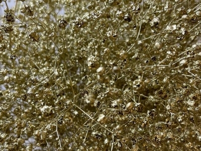 Гипсофила крашенная, ветка