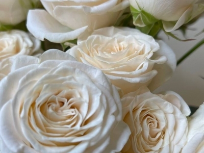 Роза Софи пионовидная кустовая