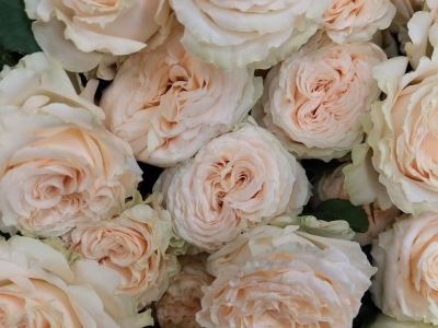 Роза Саммер пионовидная кустовая