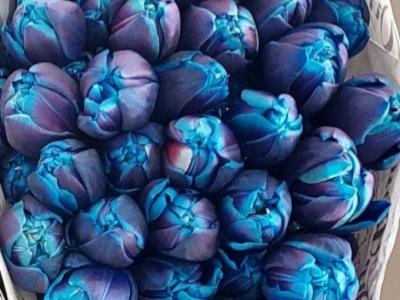 Тюльпан Даббл Баббл (крашенный) пионовидный