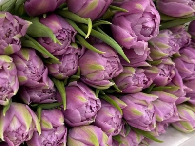 Тюльпан Даббл Прайс пионовидный