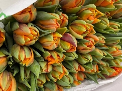 Тюльпан Оранж Принцесс пионовидный