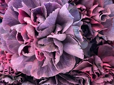 Гвоздика Ретро Фиолет