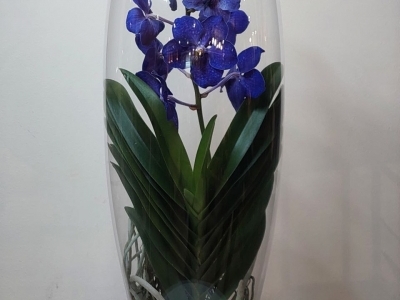 Орхидея Ванда в стеклянной вазе