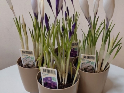 Крокусы в горшке 