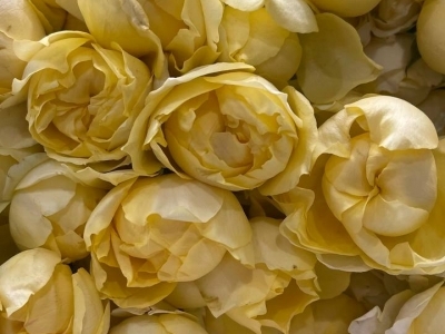 Роза Джульетта Лимончелло пионовидная кустовая