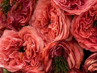 Роза Мандарин пионовидная