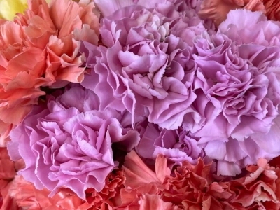  Гвоздика в ассортименте