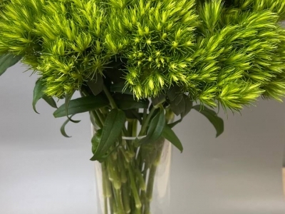 Гвоздика Киви