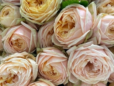 Роза Свит Каталина спрей пионовидная