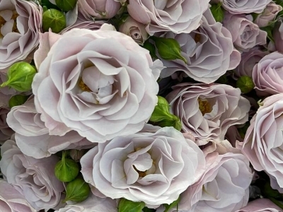 Роза Инносентия Пинк спрей пионовидная 