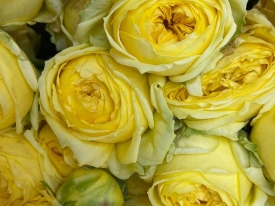 Роза Каталина спрей пионовидная