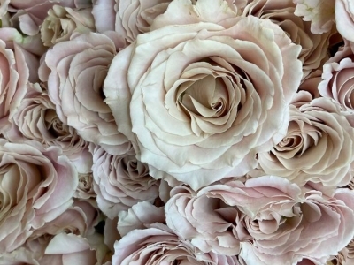 Роза Нотр Дамм пионовидная