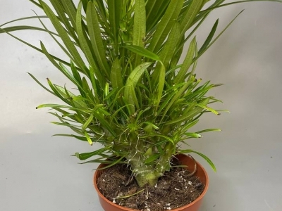 Пахиподиум