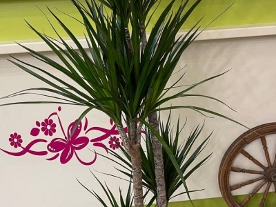 Драцена Маргината (d27)