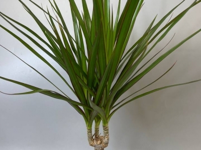 Драцена Маргината (d12)