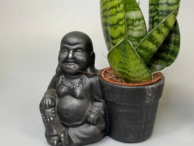 Сансевиерия 