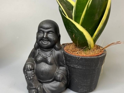 Сансевиерия 