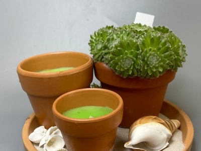 Аранжировка с суккулентами 