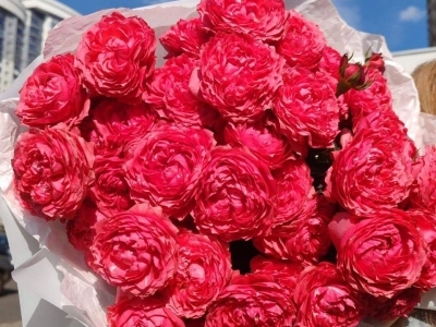 Монобукет роз Джульетта Расберри