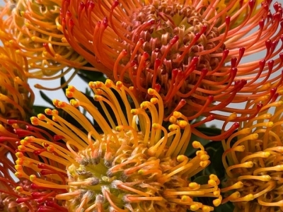 Нутан (Леукоспермум)