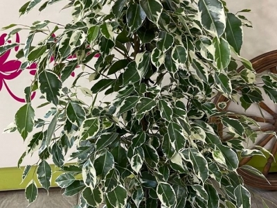 Фикус Бенджамина