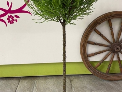 Кипарисовик (Купрессус) на штамбе