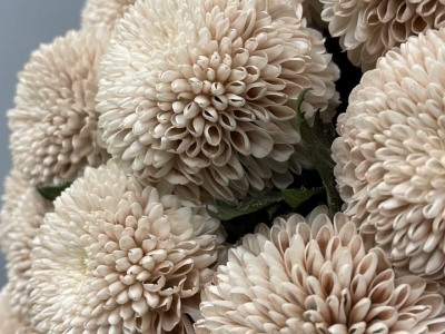 Хризантема Дасти Кафе