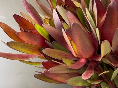 Леукодендрон в ассортименте