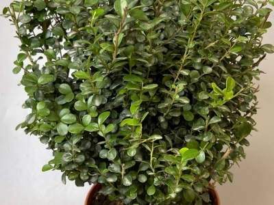 Мирсина (разновидность мирта) 