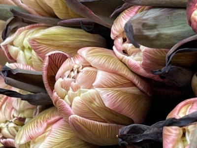 Тюльпан Даббл Брауни (крашенный) пионовидный