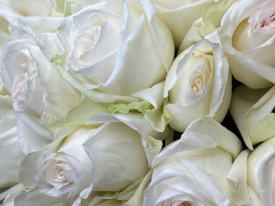 Роза Вайт Охара пионовидная