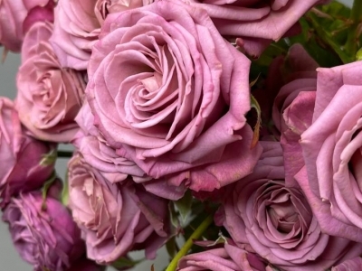 Роза Перпл Квин пионовидная кустовая