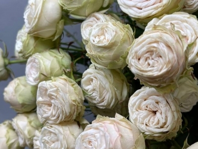 Роза Галина пионовидная кустовая