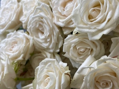 Роза Татьяна пионовидная кустовая