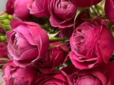 Роза Пати Трендсеттер пионовидная 