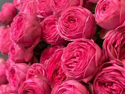 Роза Жизель пионовидная кустовая