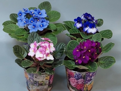 Фиалка микс