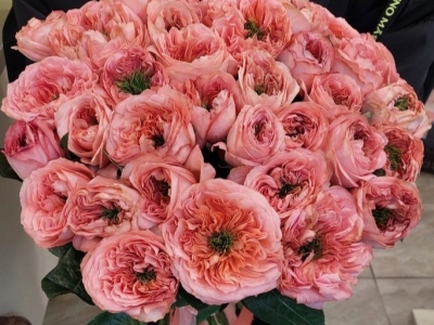 Монобукет из 35 розы Мандарин