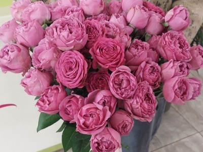 Букет из пионовидных роз Мисти бабблс и Классик сенсейшн (15 веток)