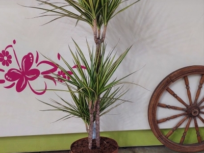 Драцена Маргината