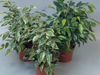 Фикус Наташа 