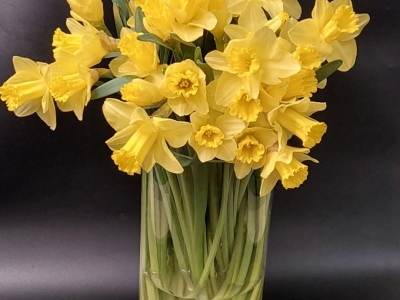 Нарцисс желтый Дастер Матч