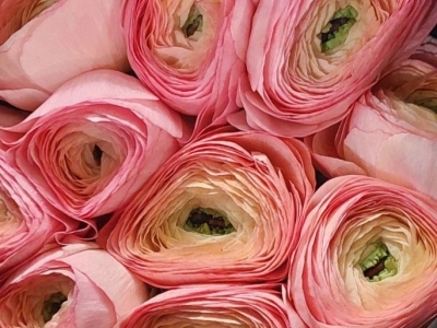 Ранункулюс (лютик) Клуни Пинк